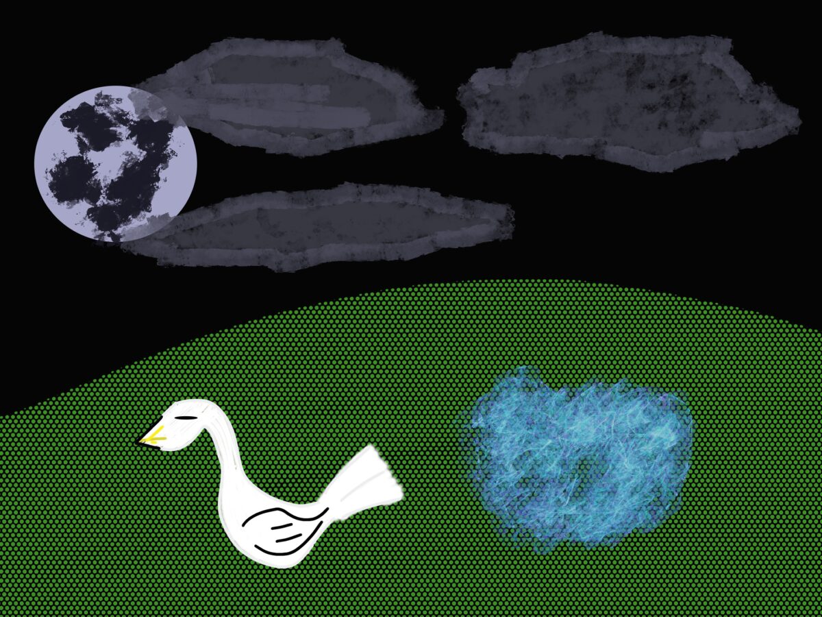 swan of the night