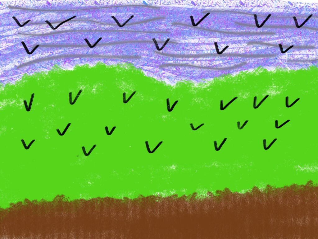 flying crows